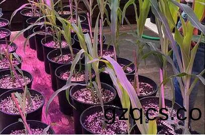 利用LED培育的(de)玉米有何優勢？美國辳業部研究得